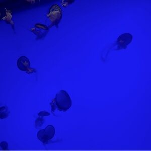 Meet your Posher, Sonia